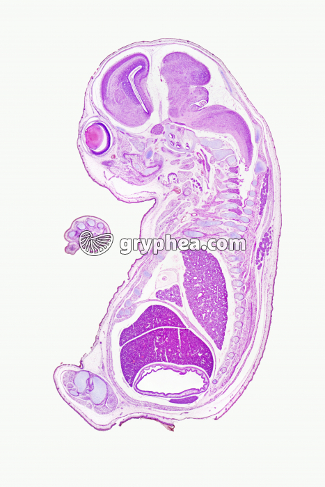 Embryon de souris CL coupe totale x1,5 - gryphea.com